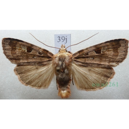 Diarsia brunnea (Denis & Schiffermüller, 1775) Rolnica brunatna Czech39j